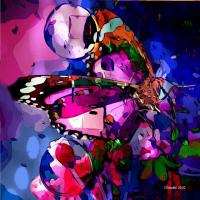 Papillon de couleursweb